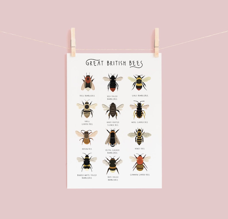 Great British Bees, Bumblebee Print, Affiche dabeille, Carte didentification des abeilles, Abeilles britanniques, Empreinte dinsectes, Types dabeilles, Impression dhistoire naturelle image 2