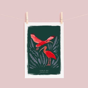 Scarlet Ibis Print, Bird Illustration, Bird Poster, Bird lovers gift, Scarlet Ibis Illustration, New home gift, Bird gift, Illustrated Birds image 3