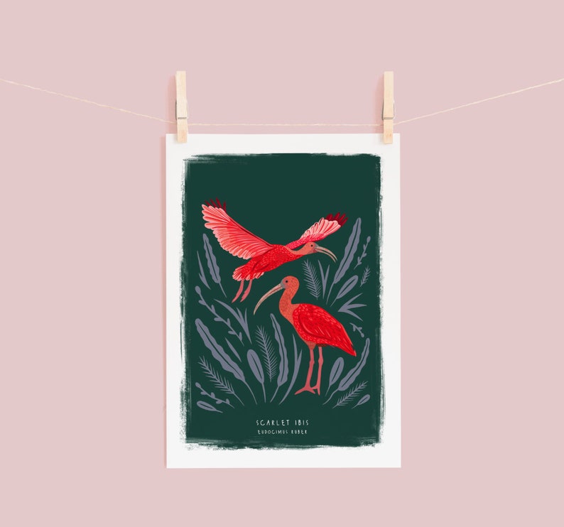 Scarlet Ibis Print, Bird Illustration, Bird Poster, Bird lovers gift, Scarlet Ibis Illustration, New home gift, Bird gift, Illustrated Birds image 3