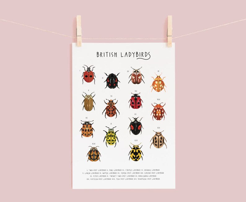 British Ladybirds Poster, Ladybird Identification Print, Natural ...