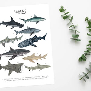 May include: A colourful illustration of 10 different types of sharks, labelled with their names and numbers. The illustration includes a hammerhead shark, a tiger shark, a whale shark, a great white shark, a lemon shark, a blacktip reef shark, a bull shark, a thresher shark, a scalloped hammerhead shark, and a sand tiger shark.
