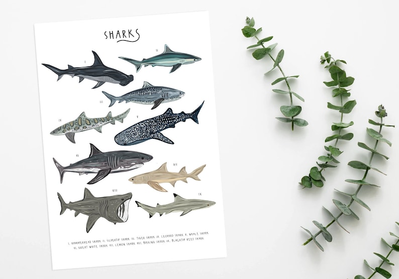 May include: A colourful illustration of 10 different types of sharks, labelled with their names and numbers. The illustration includes a hammerhead shark, a tiger shark, a whale shark, a great white shark, a lemon shark, a blacktip reef shark, a bull shark, a thresher shark, a scalloped hammerhead shark, and a sand tiger shark.