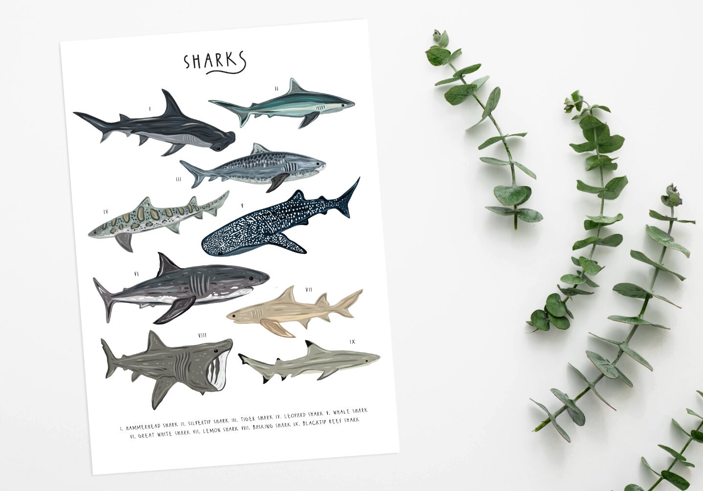 Sharks Poster Types of Sharks Print Sharks Decor Sharks - Etsy UK