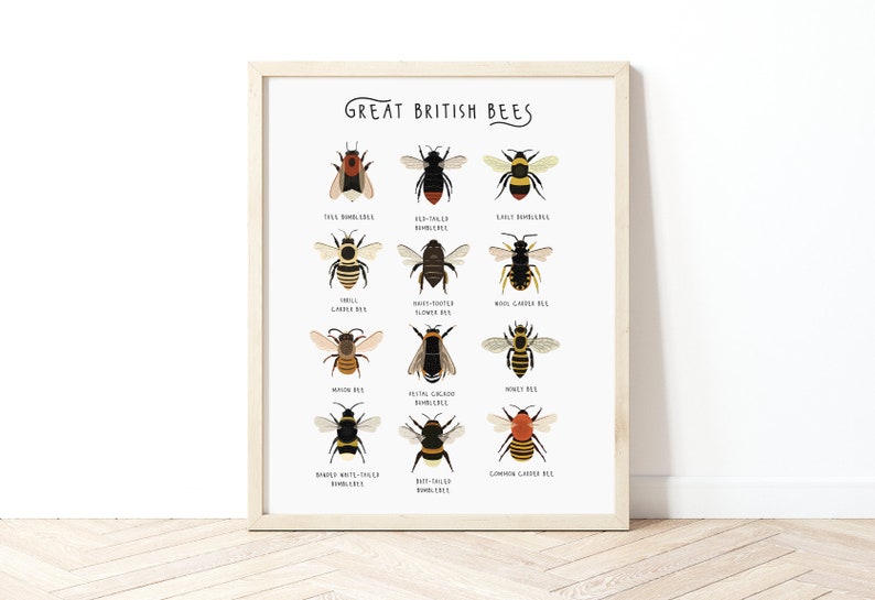 Great British Bees, Bumblebee Print, Affiche dabeille, Carte didentification des abeilles, Abeilles britanniques, Empreinte dinsectes, Types dabeilles, Impression dhistoire naturelle image 1