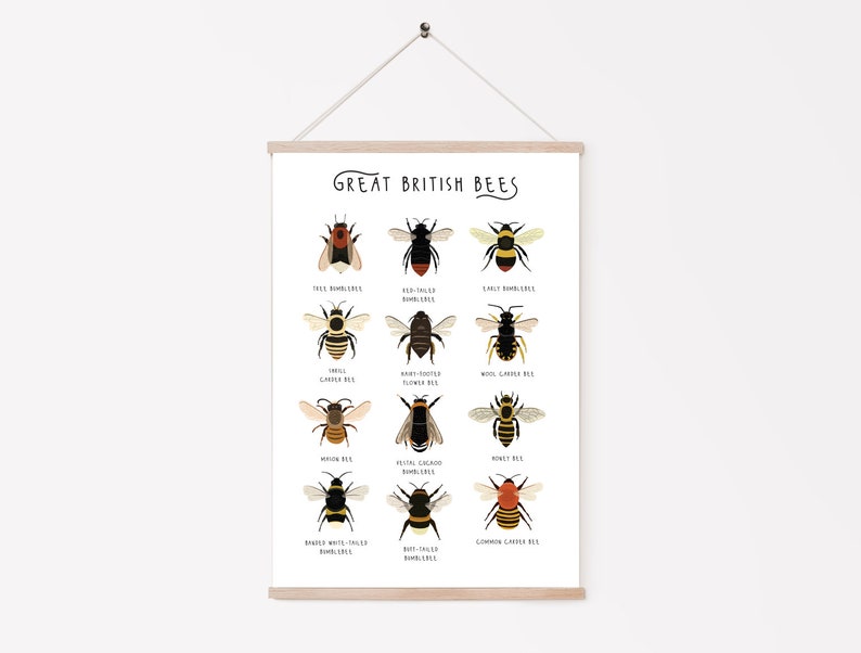 Great British Bees, Bumblebee Print, Affiche dabeille, Carte didentification des abeilles, Abeilles britanniques, Empreinte dinsectes, Types dabeilles, Impression dhistoire naturelle image 3