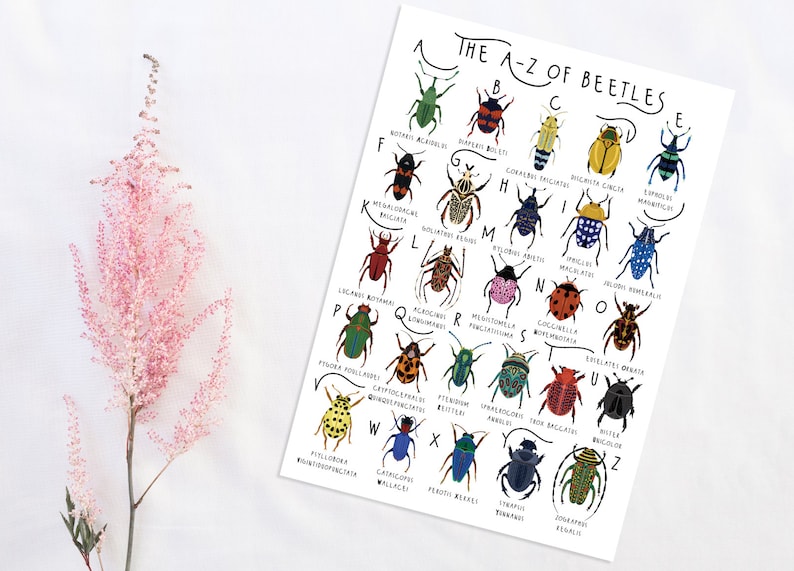 A-Z of Beetles Poster Beetles Species Print Beetles Poster | Etsy