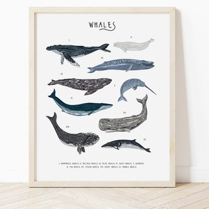 Tipi di stampa di balene, poster di balene, arte murale delle balene, arte nautica della parete, stampa di storia naturale, decorazione delle balene, regalo delle balene, arredamento della stanza dei ragazzi