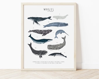 May include: A white poster with the word "WHALES" in black lettering at the top. The poster features illustrations of 10 different types of whales, including a humpback whale, a beluga whale, a blue whale, a gray whale, a narwhal, a sperm whale, a right whale, a minke whale, a fin whale, and an orca. The poster also includes the names of each whale type.