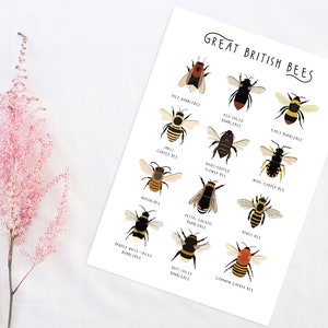 Great British Bees, Bumblebee Print, Affiche dabeille, Carte didentification des abeilles, Abeilles britanniques, Empreinte dinsectes, Types dabeilles, Impression dhistoire naturelle image 4