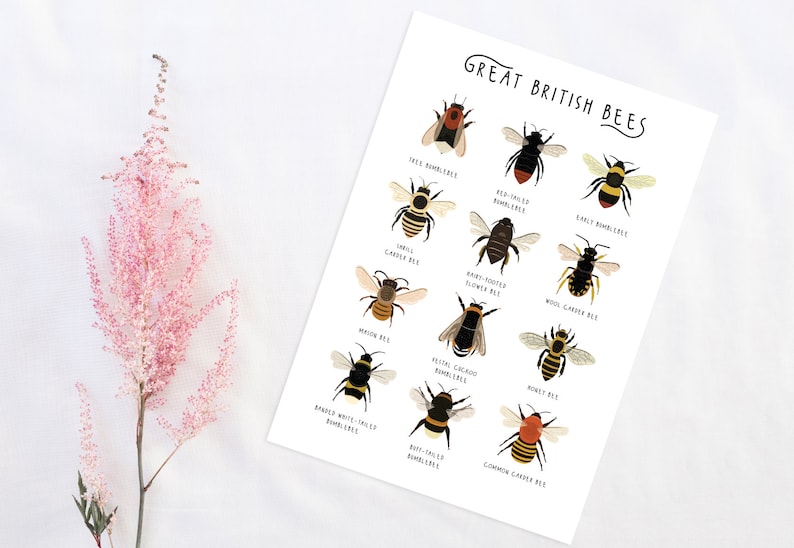 Great British Bees, Bumblebee Print, Affiche dabeille, Carte didentification des abeilles, Abeilles britanniques, Empreinte dinsectes, Types dabeilles, Impression dhistoire naturelle image 4