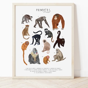 Stampa primati, Tipi di poster di scimmie, Arte murale di scimmie, Stampa di scimmia carina, arte murale per bambini, Stampa educativa, Poster di primati, Grafico ID