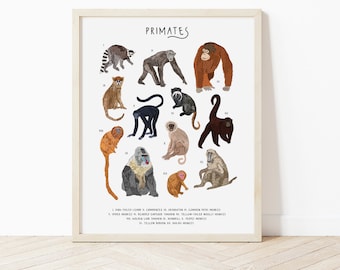 May include: A colorful illustrated chart featuring 12 different primates, including a ring-tailed lemur, chimpanzee, orangutan, common patas monkey, spider monkey, black-handed spider monkey, yellow-tailed woolly monkey, golden lion tamarin, mandrill, velvet monkey, yellow baboon, and a  dakar monkey. The chart is titled "PRIMATES".