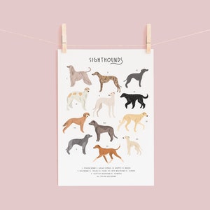 Sighthounds Print, Types of Sighthounds, Whippet Gift, Greyhound Art, Dog poster, Dog lovers gift, Sighthound gift, Dog lovers poster, Dogs image 4