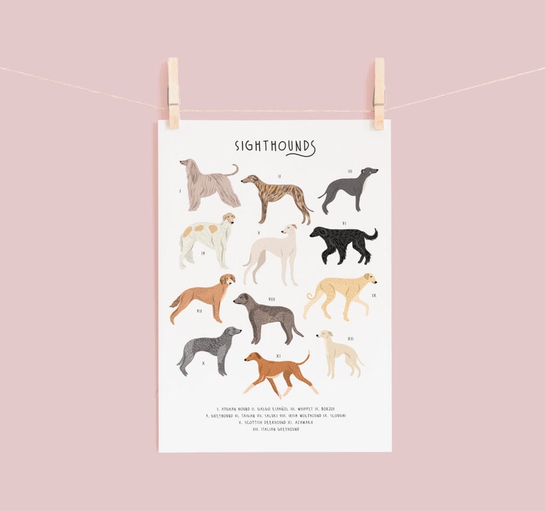 Sighthounds Print, Types of Sighthounds, Whippet Gift, Greyhound Art, Dog poster, Dog lovers gift, Sighthound gift, Dog lovers poster, Dogs image 4