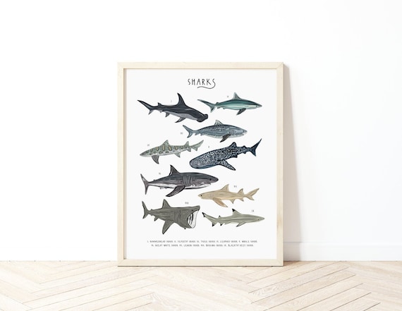 Sharks Poster, Types of Sharks print, Sharks Decor, Sharks Print, Sharks Gift, Nautical Nursery Print, Boys room decor, Shark Illustration