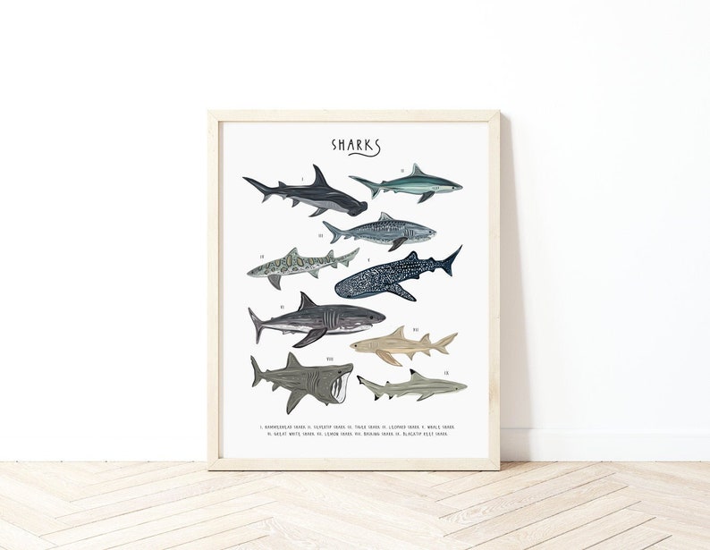 May include: A framed print with a white background and the word "SHARKS" in black lettering at the top. The print features illustrations of nine different types of sharks, including a hammerhead, a whale shark, and a great white shark. The illustrations are in shades of grey, blue, and brown.