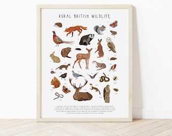 Rural British Wildlife Print, British Wildlife poster, Wildlife Print, Animal poster, British animals poster, Animal lovers gift art