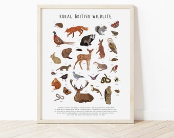 May include: A white poster with the title "Rural British Wildlife" and illustrations of various animals found in the British countryside, including a fox, badger, deer, squirrel, owl, and more.
