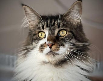 Máscara de gato con retrato de mascota personalizado