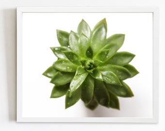 Green Succulent PRINT, Minimalist Wall Art, Houseplant Wall Art, Plant Print, Succulent Wall Art, Nursery Decor