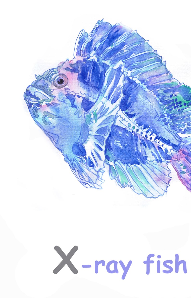 May include: A watercolor painting of a blue and purple x-ray fish with the text "X-ray fish" below it.