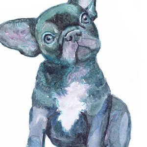 May include: Watercolor painting of a black and white French bulldog puppy sitting and looking up. The puppy has blue eyes and a white patch on its chest.