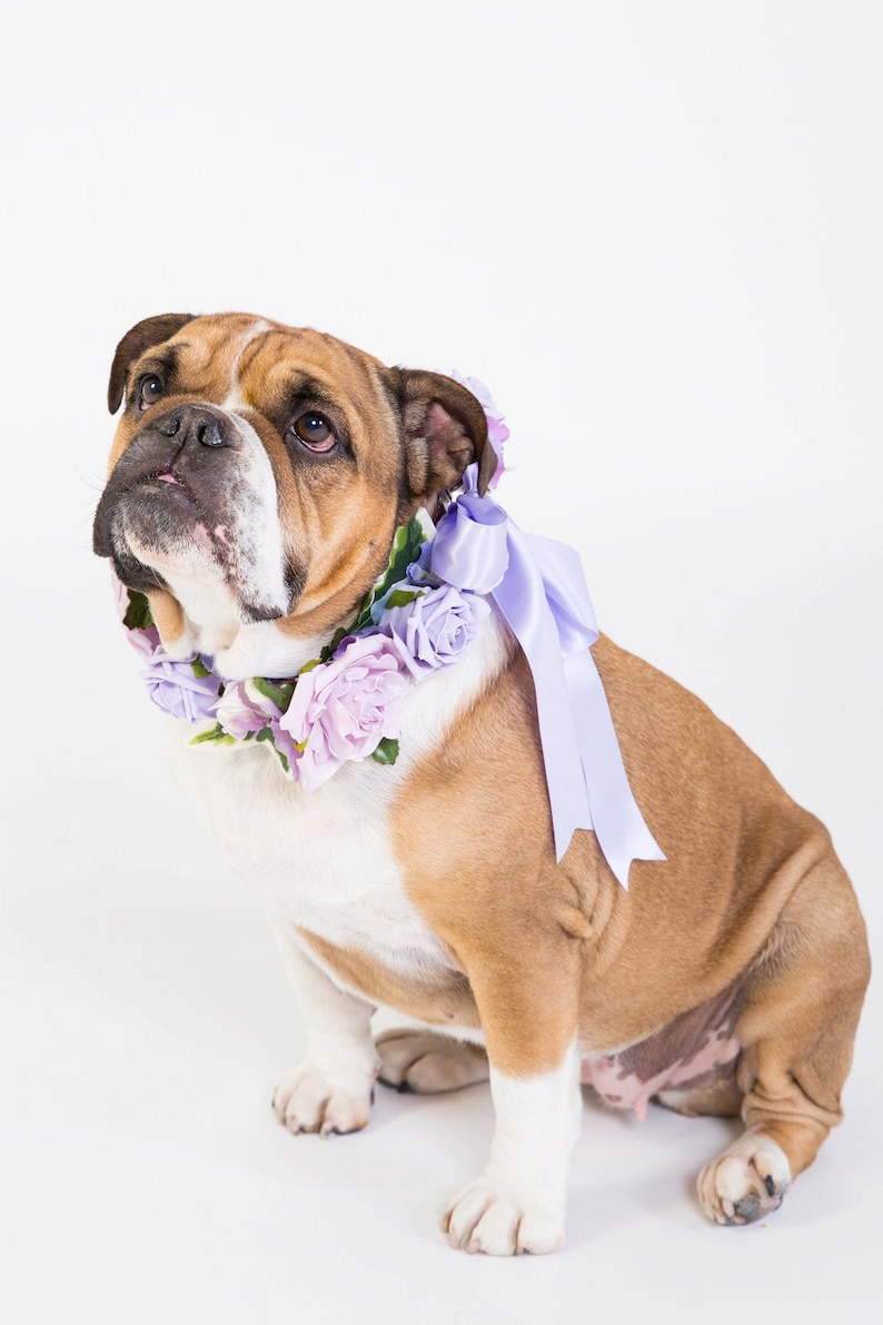 lilac and white Flower Dog Collar for Weddings /'Lilac Rose Design/'