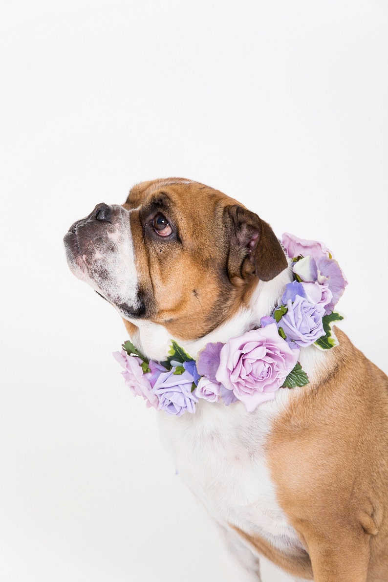 lilac and white Flower Dog Collar for Weddings /'Lilac Rose Design/'