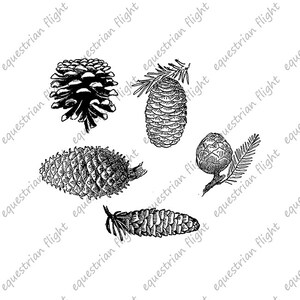 Printable Pinecone Collection Image Pine Cone Images Digital - Etsy