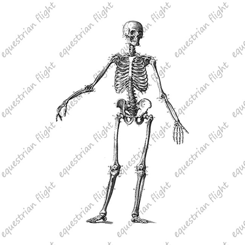 INSTANT DOWNLOAD Printable Skeleton Images Skeleton Print - Etsy
