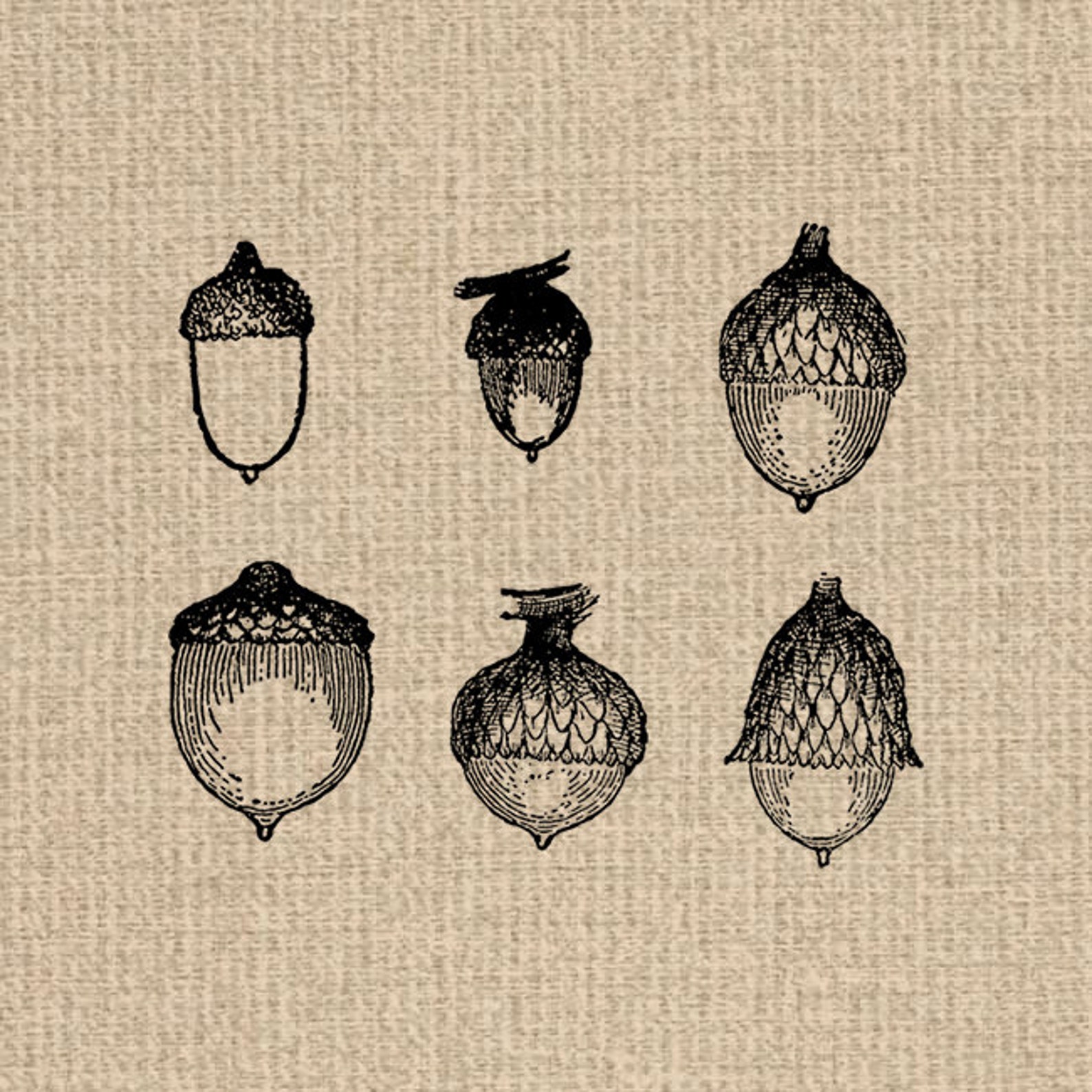 Printable Acorn Collection Acorn Images Acorn Graphics Acorn - Etsy