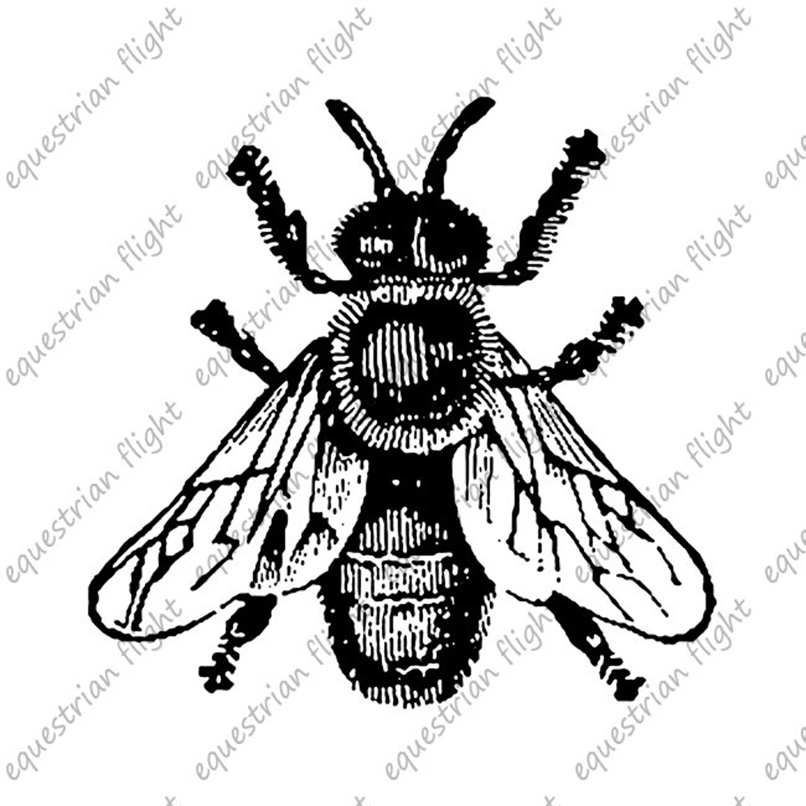 Printable Fly Image Fly Graphics Fly Print Fly Illustration | Etsy UK
