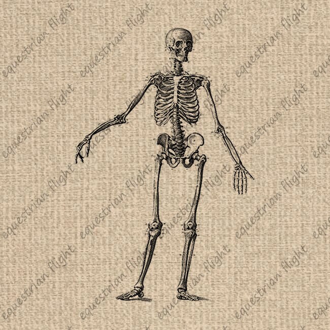 INSTANT DOWNLOAD Printable Skeleton Images Skeleton Print - Etsy