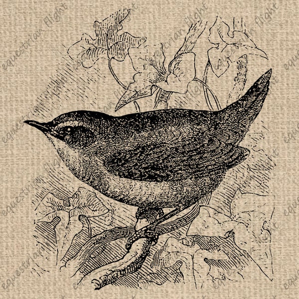 INSTANT DOWNLOAD Antique Wren Bird Image Illustration Clip Art Graphics Vintage Digital Sheet Download Iron On Transfer 300dpi HQ