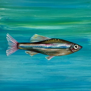 Fish on turquoise green.  WHITE CLOUD MOUNTAIN Minnow on Turquoise /green- original acrylic painting on 8x8 wood panel.