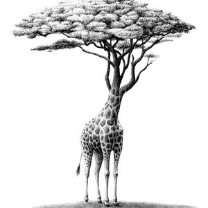 Postcard Giraf/tree
