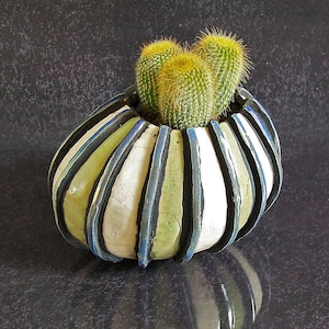 Puede incluir: Una pequeña maceta de cerámica decorativa con un cactus. La maceta tiene forma ovalada con rayas verticales en blanco, verde y azul. El cactus tiene múltiples tallos verdes con espinas amarillas. La maceta está sobre una superficie oscura y reflectante.