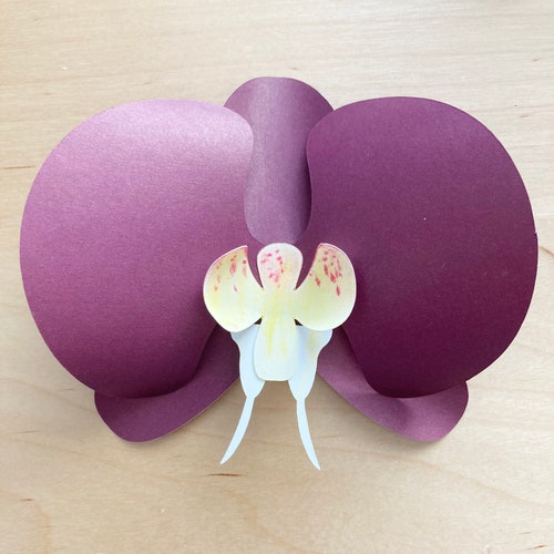 Orchid Paper Flower Template SVG Cut Files and PDF Printable - Etsy