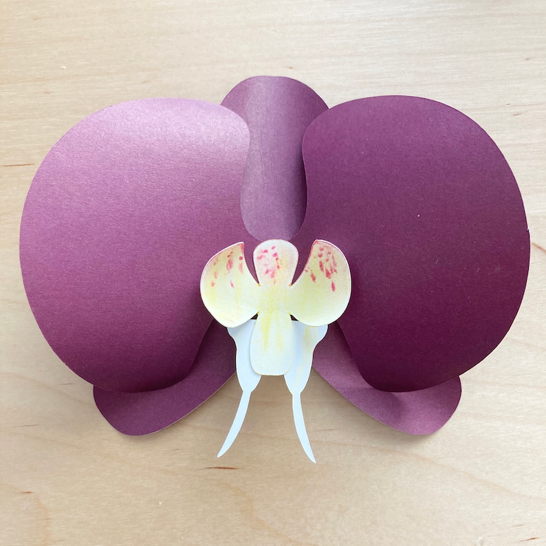 SVG Paper Orchid Flower Template digital download svg pdf Etsy SVG Paper Orchid Flower Template digital download svg pdf Etsy