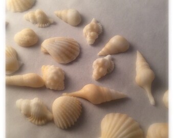 Fondant Seashell Toppers 24 Piece Assortment