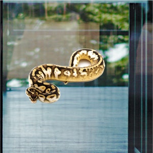 May include: A yellow and black snake with a white pattern is curled up in a glass enclosure.
