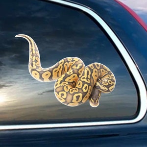 May include: A yellow and black snake with a patterned skin is curled up on a car window. The snake is a popular pet and is often seen in nature.