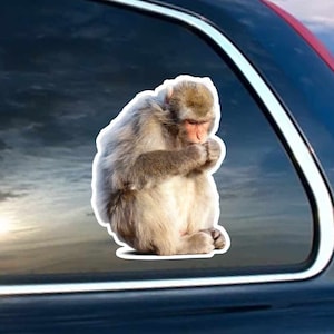 Macaque Monkey - Vinyl Decal for Laptop,  Windows, Glass and Cars Sticker