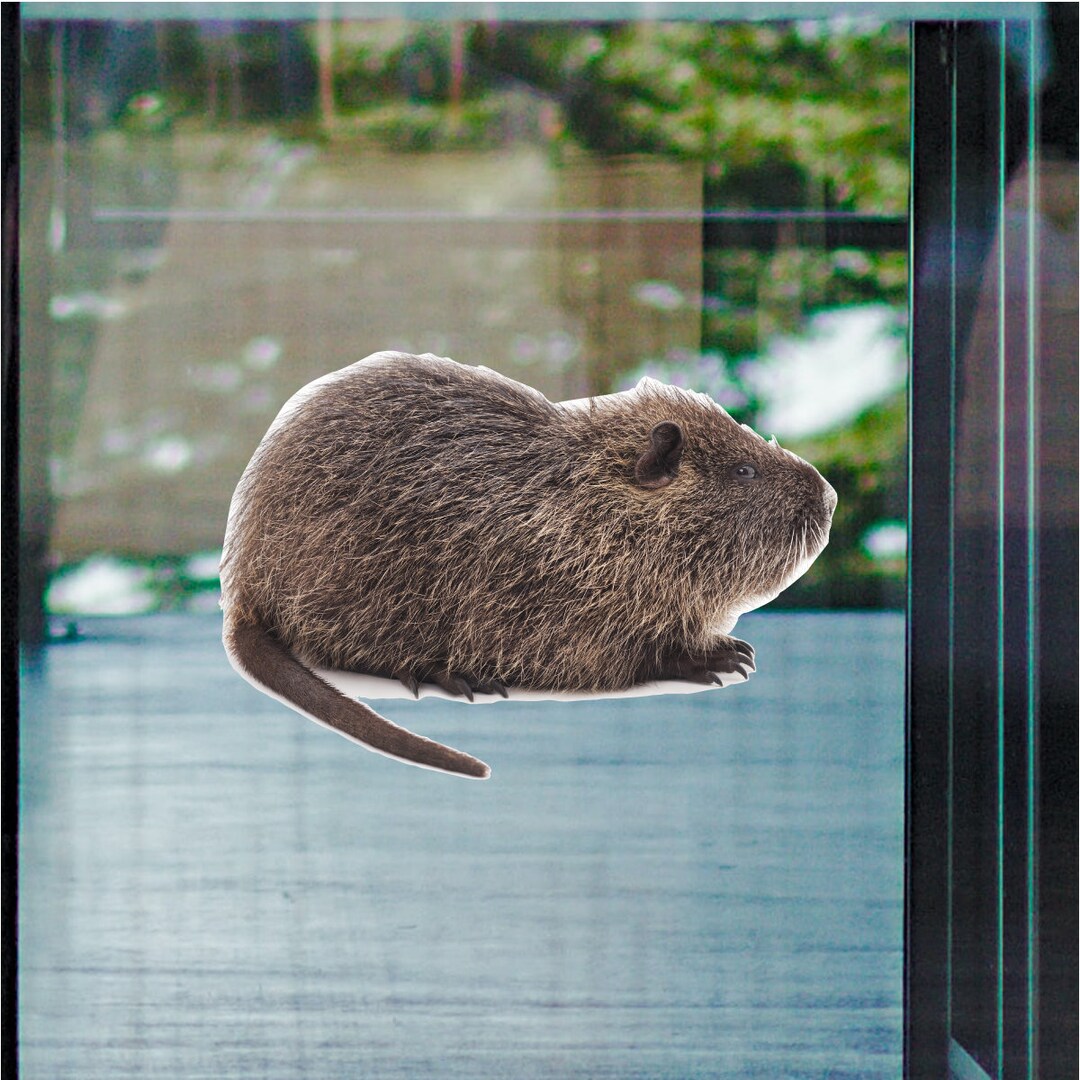 Muskrat Sticker Muskrat - Vinyl Static Full Color Cling - Etsy