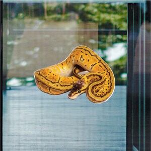 May include: A yellow and black snake with a spotted pattern is curled up on a glass surface.