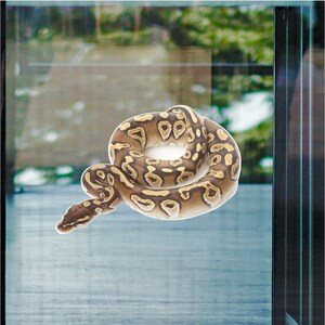 May include: A brown and tan snake curled up in a circle on a glass surface.