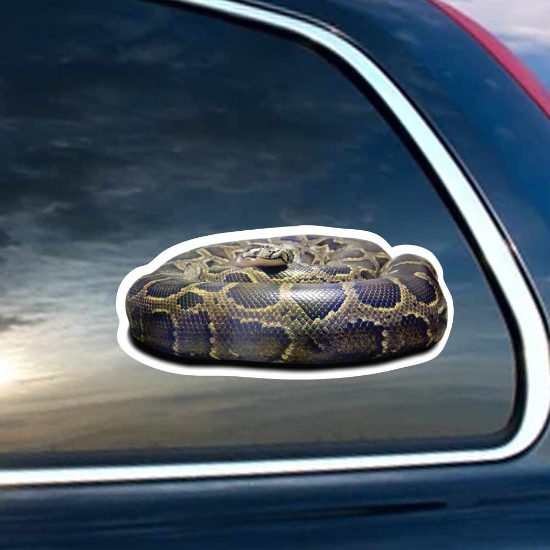 Ball Python Coiled - Vinyl Decal for Laptop, Windows, Glass and Cars ...