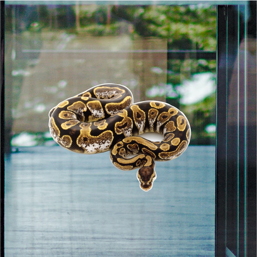 Calico Ball Python - Vinyl Static Full Color Cling - Etsy