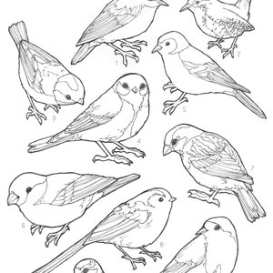 Small garden birds UK colouring page (Digital download, print at home)