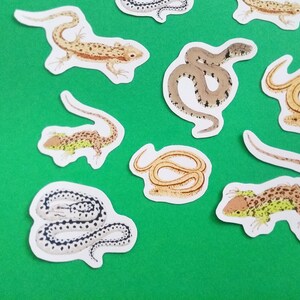 Peut inclure: Un ensemble de neuf autocollants colorés représentant différents types de serpents et de lézards. Les autocollants sont imprimés sur du papier blanc et ont une finition brillante.